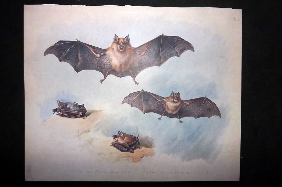 Thorburn, Archibald 1920 Rare Folio Print. Bats - Greater & Lesser Horse Shoe Bat 01: Folio Chromolithographs Published 1920-21, London for "British Mammals" by Archibald Thorburn. On Heavy Stock Paper. Rare. This Edition Limited to 500 Copies. Paper Size: 12.5 x 10 inch (32 x 25cm) Go