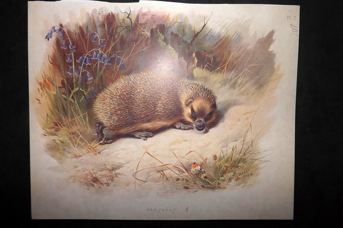 Thorburn, Archibald 1920 Rare Folio Print. Hedgehog 07: Folio Chromolithographs Published 1920-21, London for "British Mammals" by Archibald Thorburn. On Heavy Stock Paper. Rare. This Edition Limited to 500 Copies. Paper Size: 12.5 x 10 inch (32 x 25cm) Go