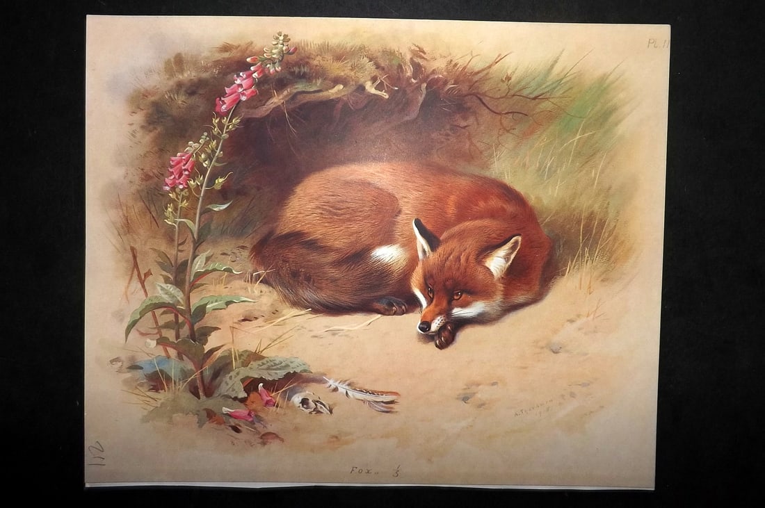 Thorburn, Archibald 1920 Rare Folio Print. Fox 11: Folio Chromolithographs Published 1920-21, London for "British Mammals" by Archibald Thorburn. On Heavy Stock Paper. Rare. This Edition Limited to 500 Copies. Paper Size: 12.5 x 10 inch (32 x 25cm) Go