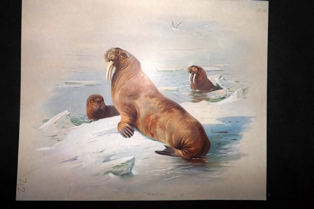 Thorburn, Archibald 1920 Rare Folio Print. Walrus 12: Folio Chromolithographs Published 1920-21, London for "British Mammals" by Archibald Thorburn. On Heavy Stock Paper. Rare. This Edition Limited to 500 Copies. Paper Size: 12.5 x 10 inch (32 x 25cm) Go