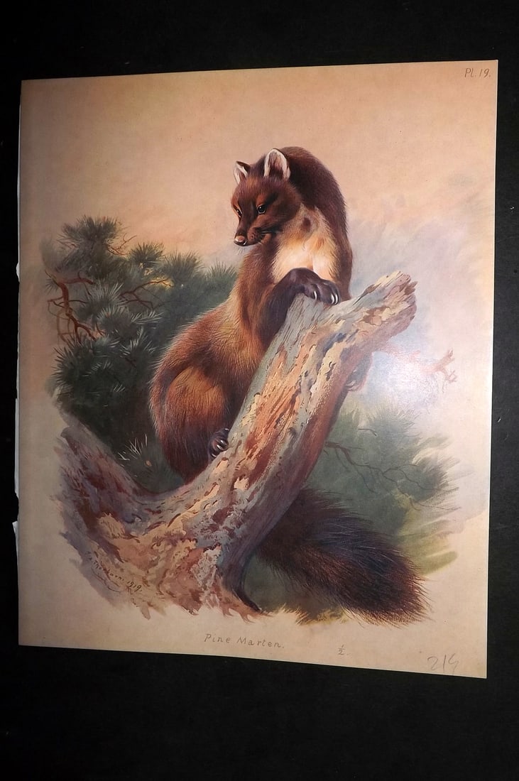 Thorburn, Archibald 1920 Rare Folio Print. Pine Marten 19: Folio Chromolithographs Published 1920-21, London for "British Mammals" by Archibald Thorburn. On Heavy Stock Paper. Rare. This Edition Limited to 500 Copies. Paper Size: 12.5 x 10 inch (32 x 25cm) Go