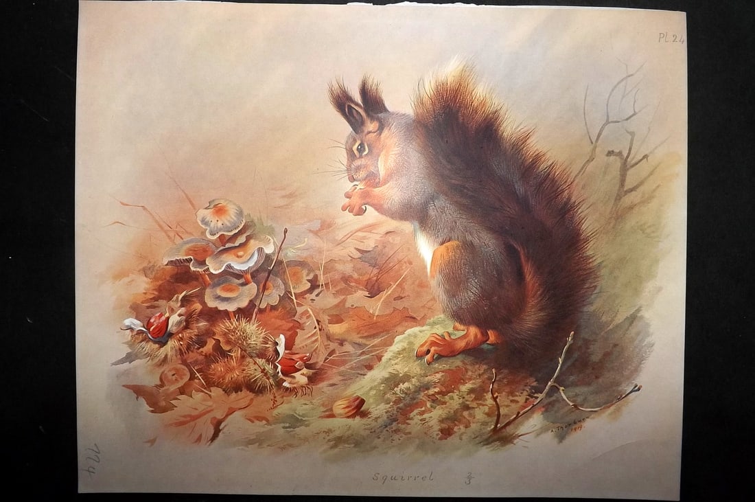 Thorburn, Archibald 1920 Rare Folio Print. Squirrel 24: Folio Chromolithographs Published 1920-21, London for "British Mammals" by Archibald Thorburn. On Heavy Stock Paper. Rare. This Edition Limited to 500 Copies. Paper Size: 12.5 x 10 inch (32 x 25cm) Go