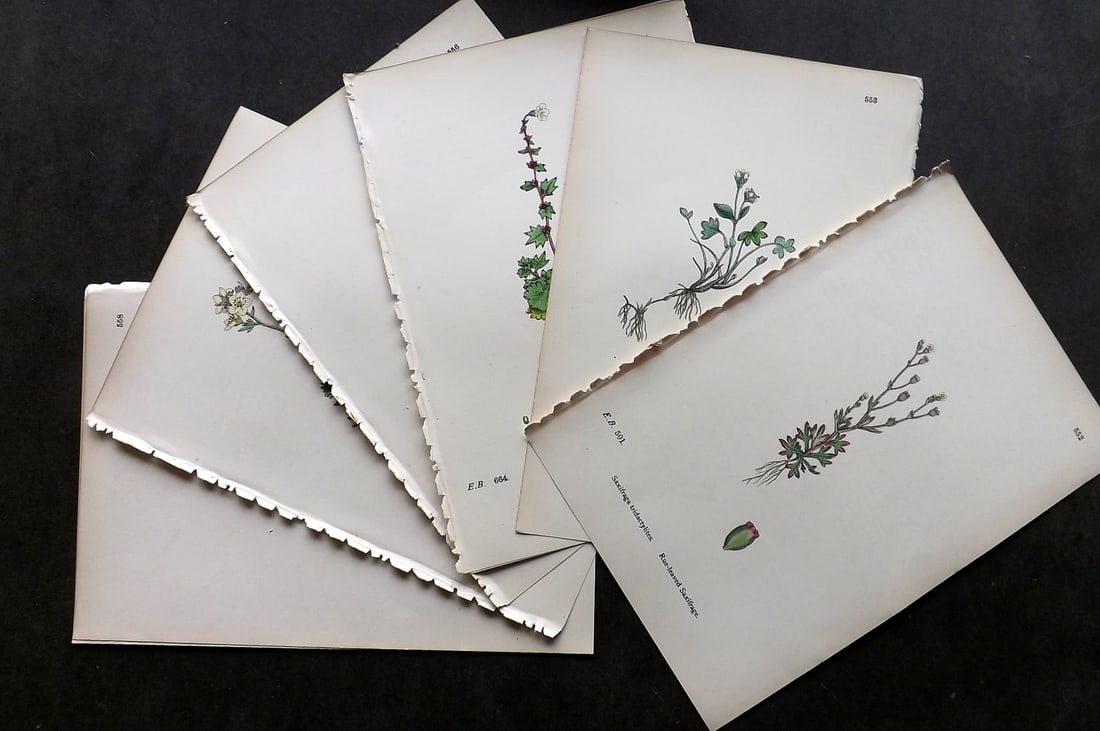 Sowerby, James C1870 Lot of 8 Hand Col Botanical Prints: Antique Lithograph Published 1863-86, London for "English Botany" by John & James Sowerby. Fine hand colour as issued. Paper Size: 10 x 6 inch (25 x 16cm) Good Condition