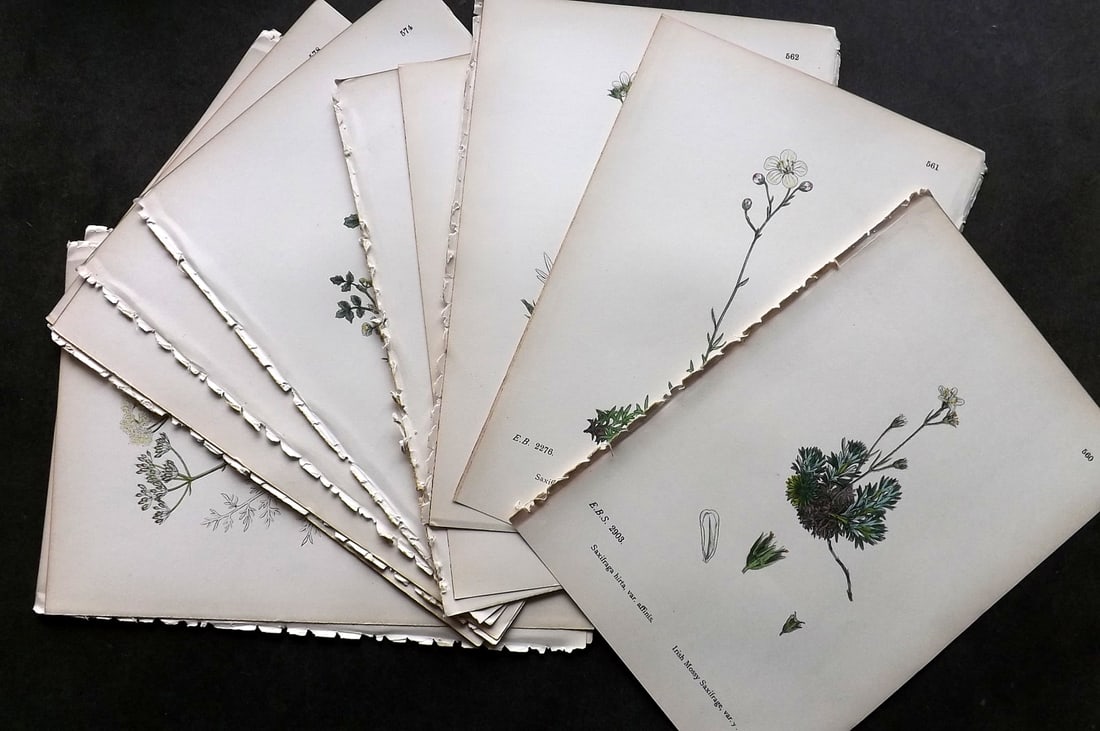 Sowerby, James C1870 Lot of 16 Hand Col Botanical Prints: Antique Lithograph Published 1863-86, London for "English Botany" by John & James Sowerby. Fine hand colour as issued. Paper Size: 10 x 6 inch (25 x 16cm) Good Condition