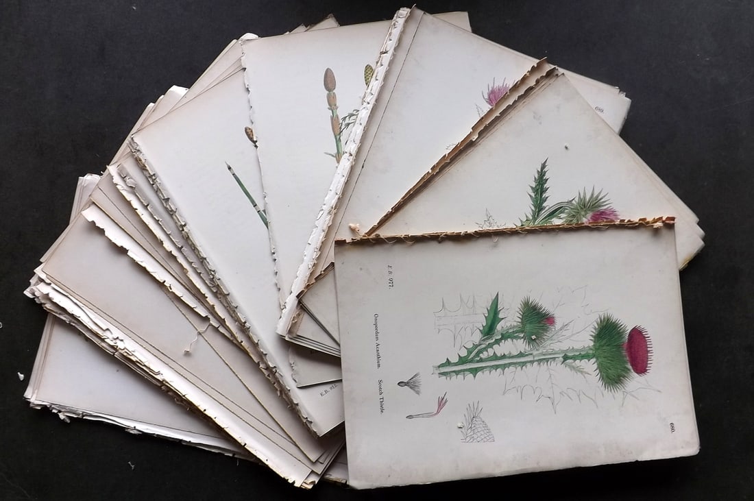 Sowerby, James C1870 Lot of 100 Hand Col Botanical Prints: Antique Lithograph Published 1863-86, London for "English Botany" by John & James Sowerby. Fine hand colour as issued. Paper Size: 10 x 6 inch (25 x 16cm) Good Condition