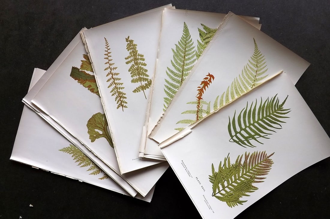 Druery, Charles C1910 Lot of 15 Antique Fern Prints: Antique Chromolithographs Published C1910, London for "British Ferns and Their Varieties" by Charles Druery. Reverse side blank. Paper Size: 8.5 x 5 inch (22 x 13cm) Good Condition