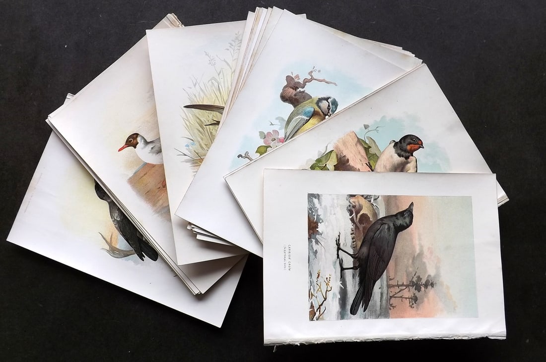 Swaysland, Walter 1883 Lot of 24 Antique Bird Prints. First Edition: Antique Chromolithograph Published 1883, London for "Familiar Wild Birds" First Edition by Walter Swaysland. Illustrated by Archibald Thorburn and others. Paper Size: 7.5 x 5 inch (19 x 13cm) Good Con