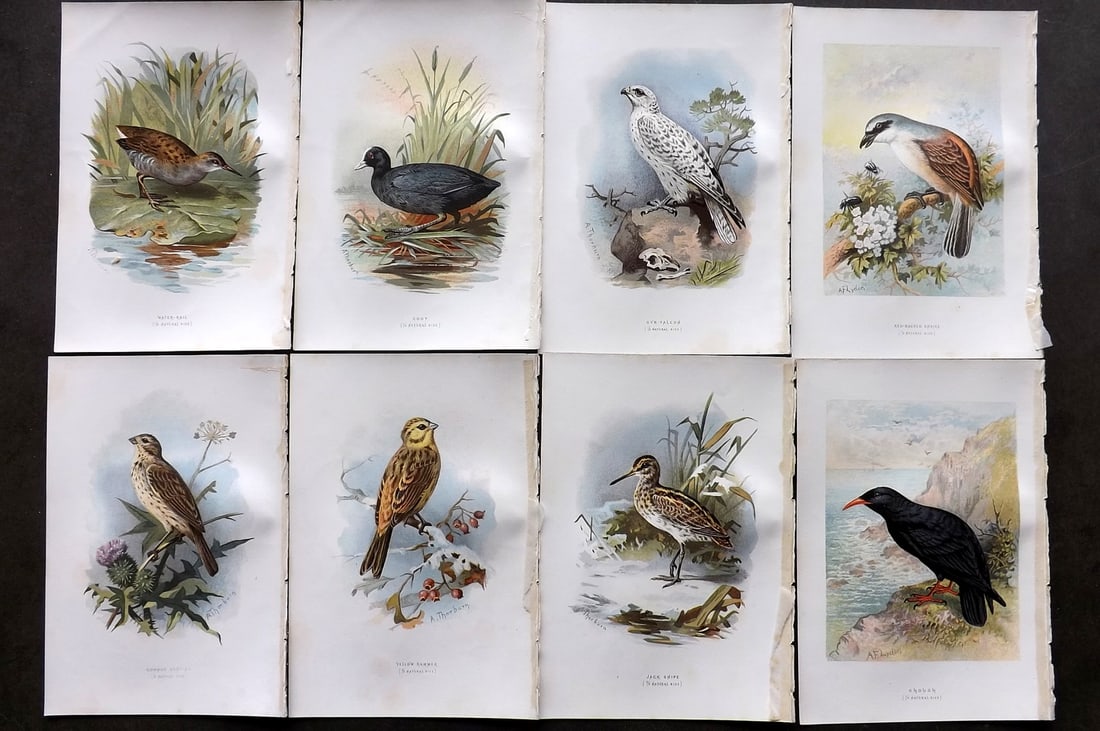 Swaysland, Walter 1883 Lot of 44 Antique Bird Prints. First Edition: Antique Chromolithograph Published 1883, London for "Familiar Wild Birds" First Edition by Walter Swaysland. Illustrated by Archibald Thorburn and others. Paper Size: 7.5 x 5 inch (19 x 13cm) Good Con