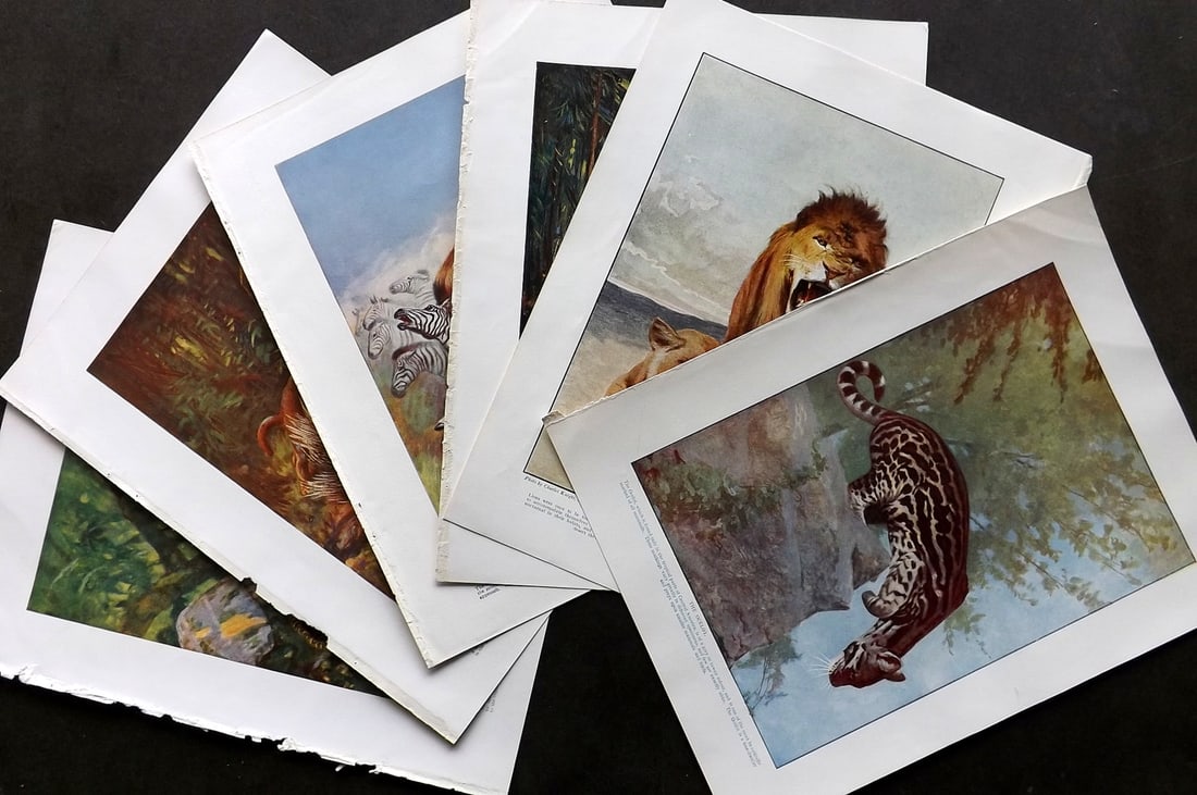 Hutchinson (Pub) C1910 Lot of 6 Antique Prints. Big Cats, Lion: Offset Lithographs Published C1910 by Hutchinson & Co., London for "Hutchinson's Animals of All Countries" Paper Size: 10.5 x 7.5 inch (27 x 19cm) Good Condition