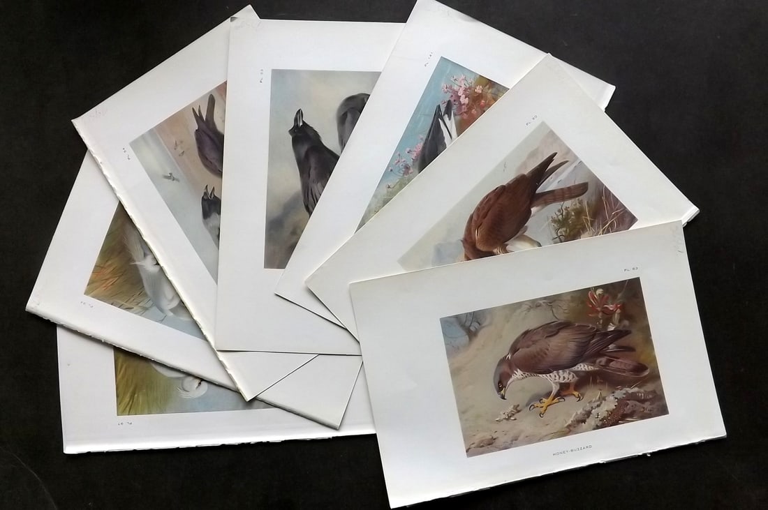 Thorburn, Archibald 1926 Lot of 8 Vintage Bird Prints: Vintage Offset Lithograph Published 1925-26, London for "British Birds" by Archibald Thorburn. Paper Size: 8.5 x 5.5 inch (22 x 14cm)