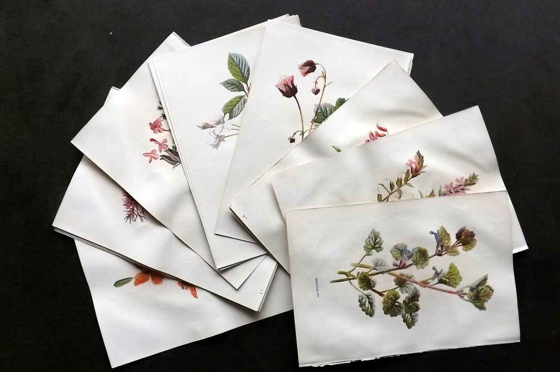 Hulme, Edward C1900 Lot of 24 Antique Botanical Prints. Wild Flowers: Offset Lithographs Published C1900, London for "Familiar Wild Flowers" by F. Edward Hulme & Shirley Hibberd. Paper Size: 7.5 x 5 inch (19 x 13cm) Good Condition overall