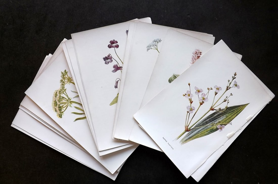 Hulme, Edward C1900 Lot of 20 Antique Botanical Prints. Wild Flowers: Offset Lithographs Published C1900, London for "Familiar Wild Flowers" by F. Edward Hulme & Shirley Hibberd. Paper Size: 7.5 x 5 inch (19 x 13cm) Good Condition