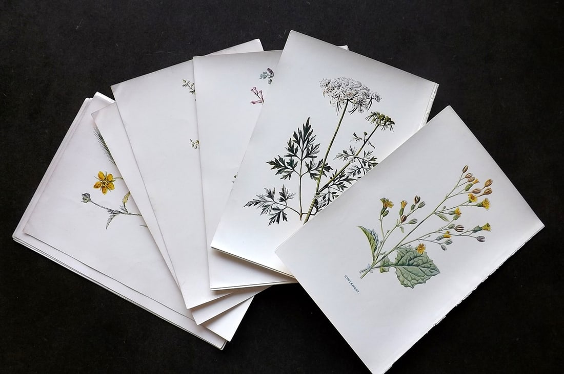 Hulme, Edward C1900 Lot of 20 Antique Botanical Prints. Wild Flowers: Offset Lithographs Published C1900, London for "Familiar Wild Flowers" by F. Edward Hulme & Shirley Hibberd. Paper Size: 7.5 x 5 inch (19 x 13cm) Good Condition overall