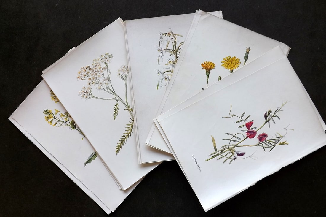 Hulme, Edward C1900 Lot of 20 Antique Botanical Prints. Wild Flowers: Offset Lithographs Published C1900, London for "Familiar Wild Flowers" by F. Edward Hulme & Shirley Hibberd. Paper Size: 7.5 x 5 inch (19 x 13cm) Good Condition