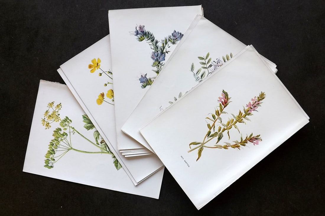 Hulme, Edward C1900 Lot of 20 Antique Botanical Prints. Wild Flowers: Offset Lithographs Published C1900, London for "Familiar Wild Flowers" by F. Edward Hulme & Shirley Hibberd. Paper Size: 7.5 x 5 inch (19 x 13cm) Good Condition overall