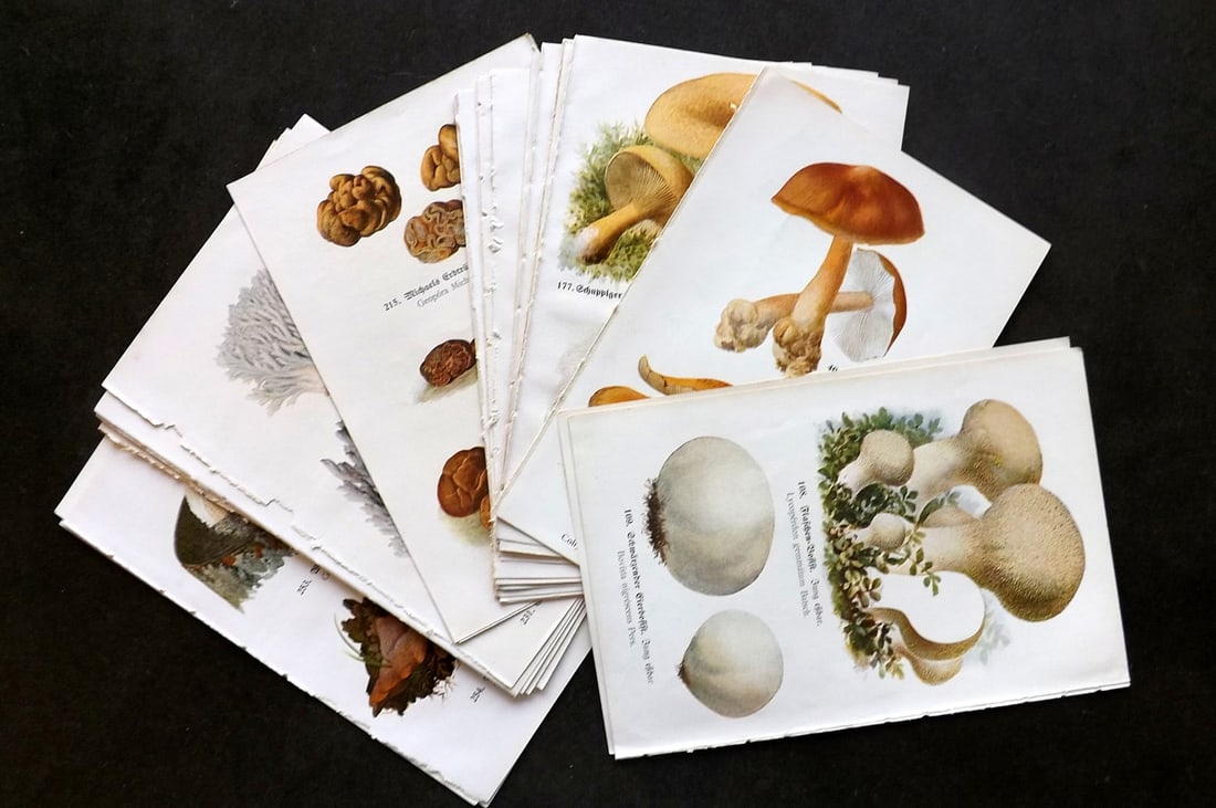 Michael, Edmund 1919 Lot of 34 Antique Mushroom Prints (68 Images): Offset Lithographs (Printed Both Sides) Published 1919, Zwickau, Germany for "Fuhrer fur Pilzfreunde" by Edmund Michael. Paper Size: 8 x 5 inch (20 x 13cm) Good Condition