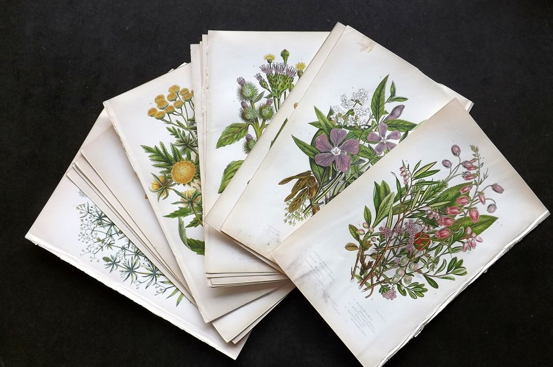 Pratt, Anne C1870 Lot of 17 Antique Botanical Prints (1 of 4)
