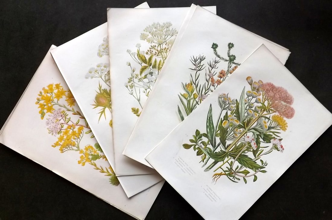 Pratt, Anne 1889 Lot of 13 Antique Botanical Prints: Chromolithograph Published 1889, London for "The Flowering Plants and Ferns of Great Britain" by Anne Pratt. Paper Size: 9.5 x 6 inch (24 x 15cm) Good Condition