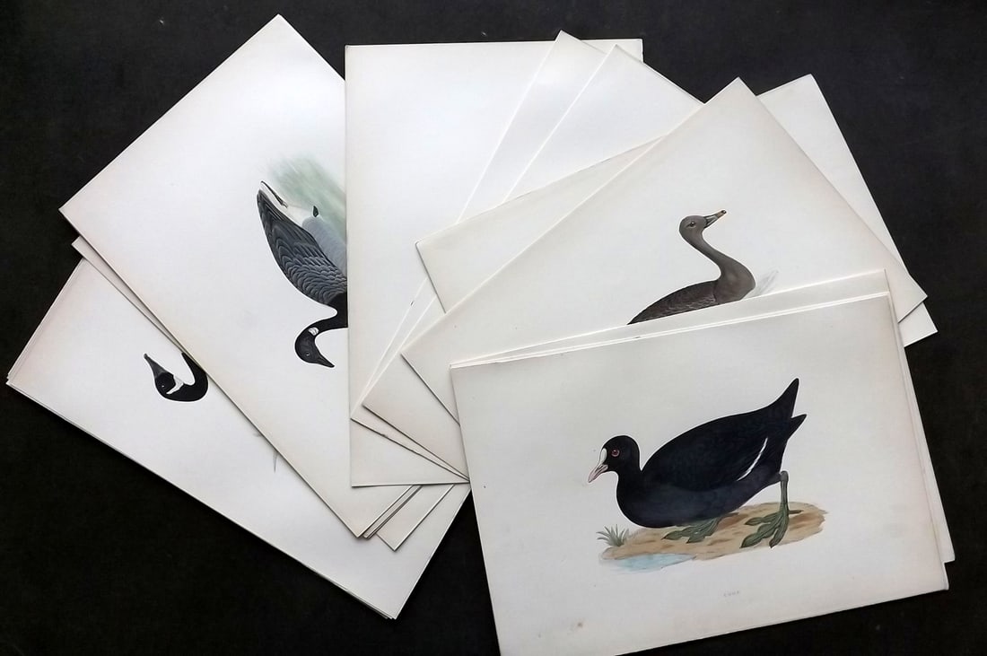 Morris, Francis 1897 Lot of 20 Hand Col Bird Prints incl Swans: Woodblocks Published 1896-97, London for "A History of British Birds" by the Rev. Francis Orpen Morris. Printed in colours and finished by hand. Paper Size: 9.75 x 7 inch (25 x 18cm) Good Condition