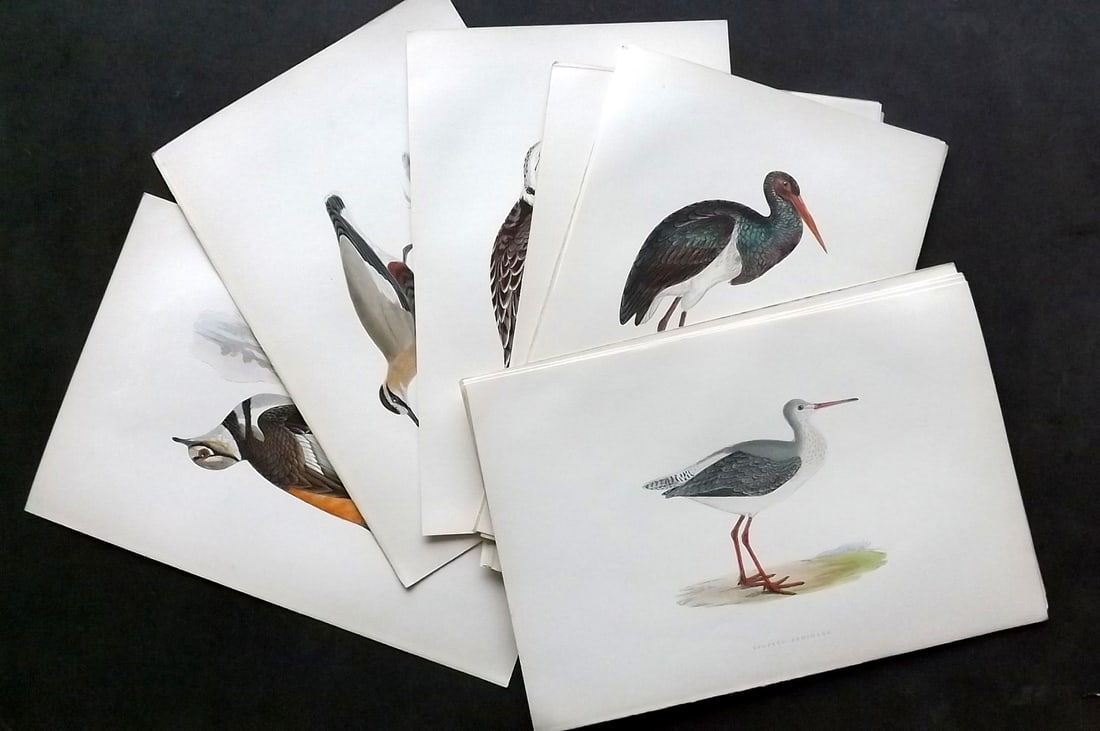 Morris, Francis 1897 Lot of 20 Hand Col Bird Prints: Woodblocks Published 1896-97, London for "A History of British Birds" by the Rev. Francis Orpen Morris. Printed in colours and finished by hand. Paper Size: 9.75 x 7 inch (25 x 18cm) Good Condition