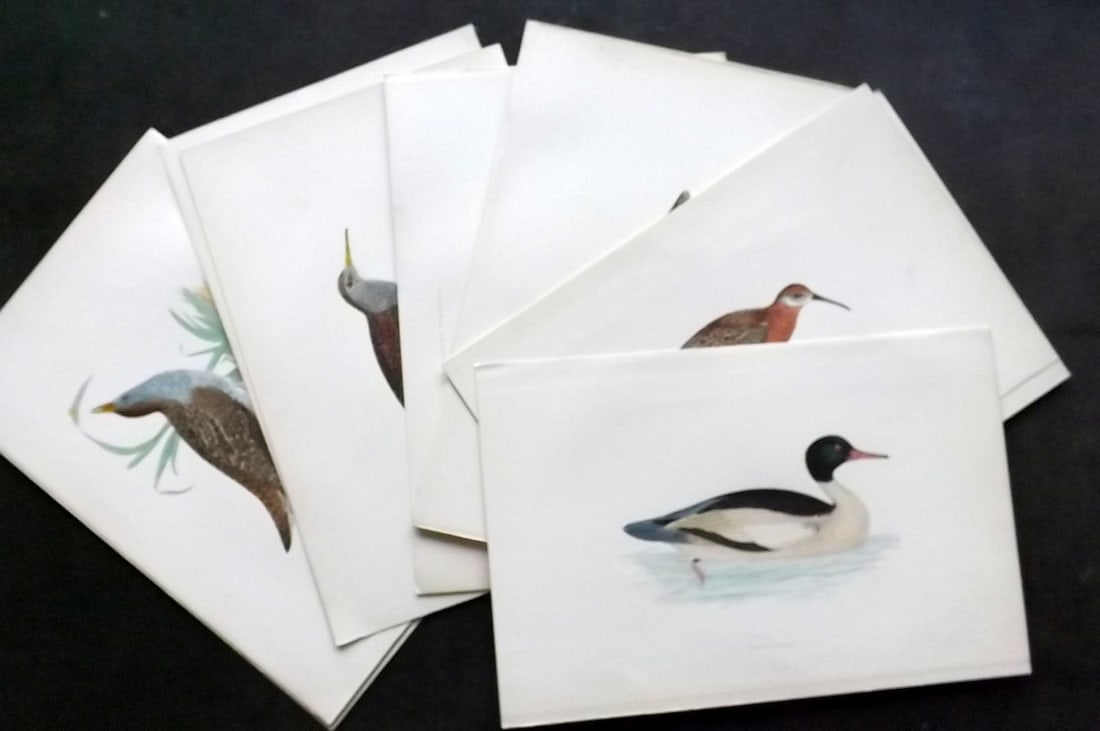 Morris, Francis 1897 Lot of 20 Hand Col Bird Prints: Woodblocks Published 1896-97, London for "A History of British Birds" by the Rev. Francis Orpen Morris. Printed in colours and finished by hand. Paper Size: 9.75 x 7 inch (25 x 18cm) Good Condition