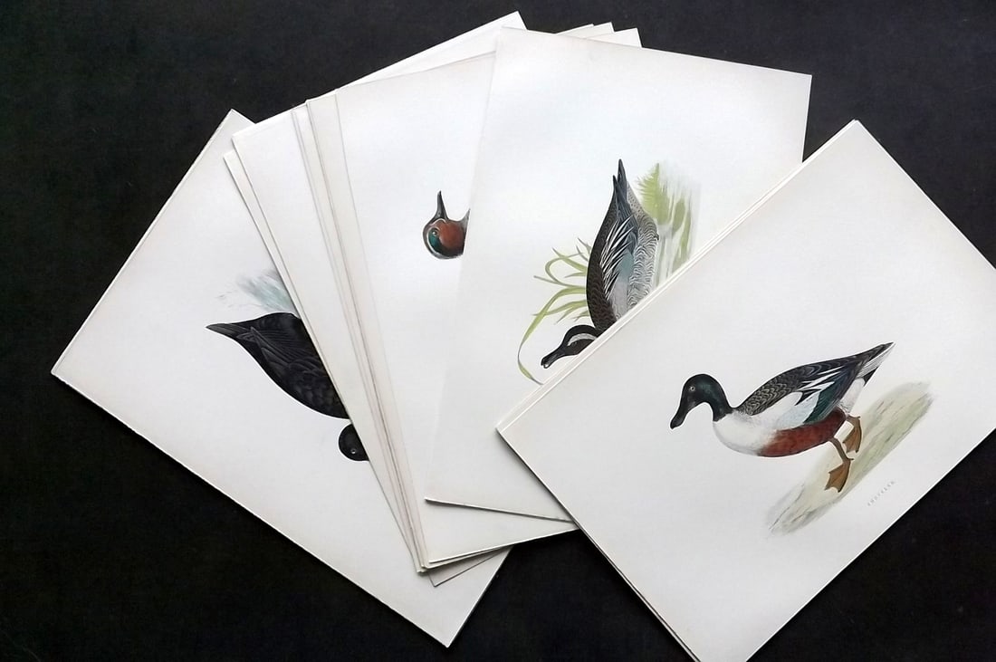 Morris, Francis 1897 Lot of 20 Hand Col Bird Prints. Ducks: Woodblocks Published 1896-97, London for "A History of British Birds" by the Rev. Francis Orpen Morris. Printed in colours and finished by hand. Paper Size: 9.75 x 7 inch (25 x 18cm) Good Condition