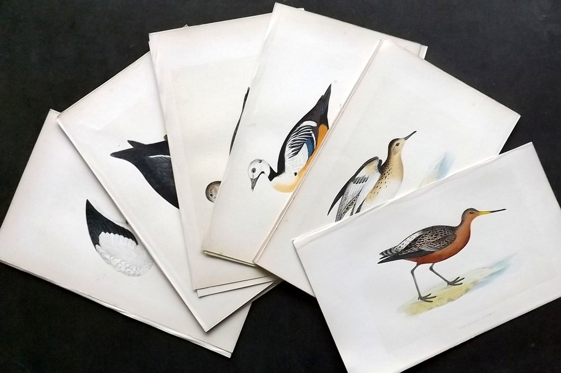 Morris, Francis 1864 Lot of 28 Hand Col Bird Prints: Woodblocks Published 1864, London for "A History of British Birds" by the Rev. Francis Orpen Morris. Printed in colours and finished by hand. Paper Size: 10 x 6 inch (25 x 16cm) Good Condition