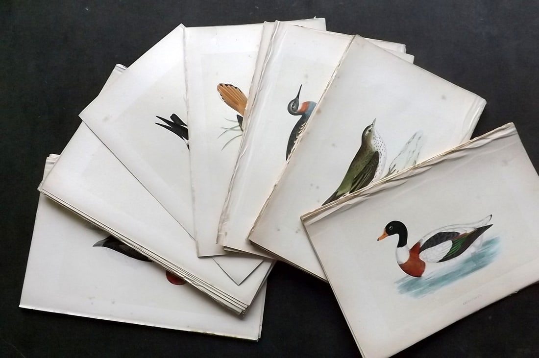 Morris, Francis 1864 Lot of 50 Hand Col Bird Prints: Woodblocks Published 1864, London for "A History of British Birds" by the Rev. Francis Orpen Morris. Printed in colours and finished by hand. Paper Size: 10 x 6 inch (25 x 16cm) Some tone spotting, ot