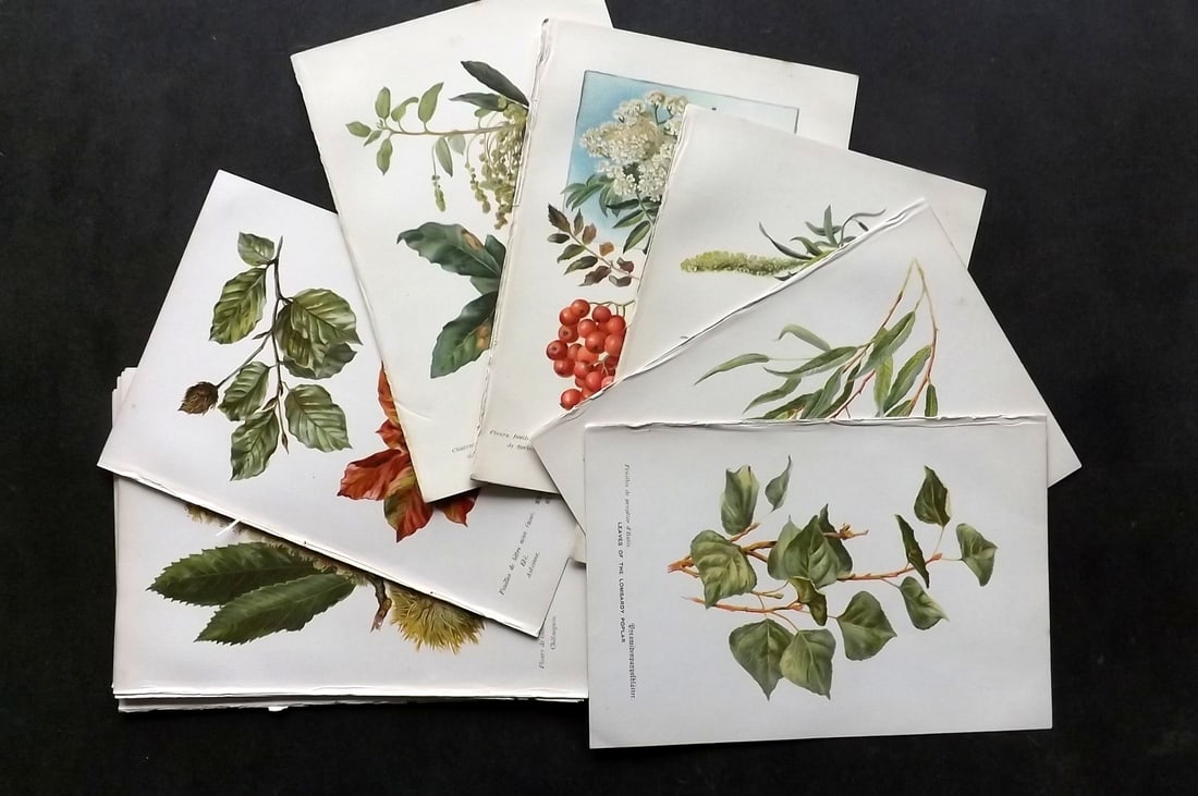 Boulger, George 1888 Lot of 12 First Edition Botanical & Tree Prints: Antique Chromolithograph Published 1887-88, London for "Some Familiar Trees" First Edition by George Boulger. Paper Size: 7.5 x 5 inch (19 x 13cm) Good Condition