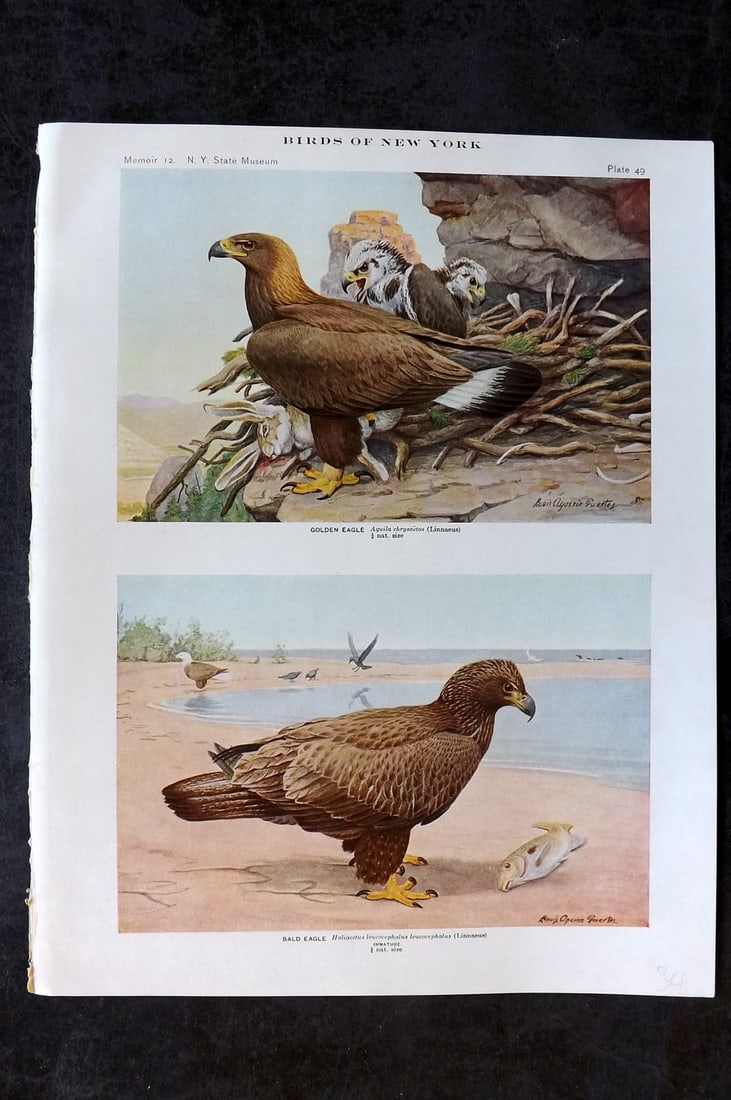 Eaton & Fuertes Birds of New York 1914 Print. Golden & Bald Eagle 49: Collotype Published 1909-15, Albany for "The Birds of New York" by Elon Howard Eaton. Illustrated by Louis Agassiz Fuertes. Part of the New York State Museum Annual Report Series. Paper Size: 11.5 x 9