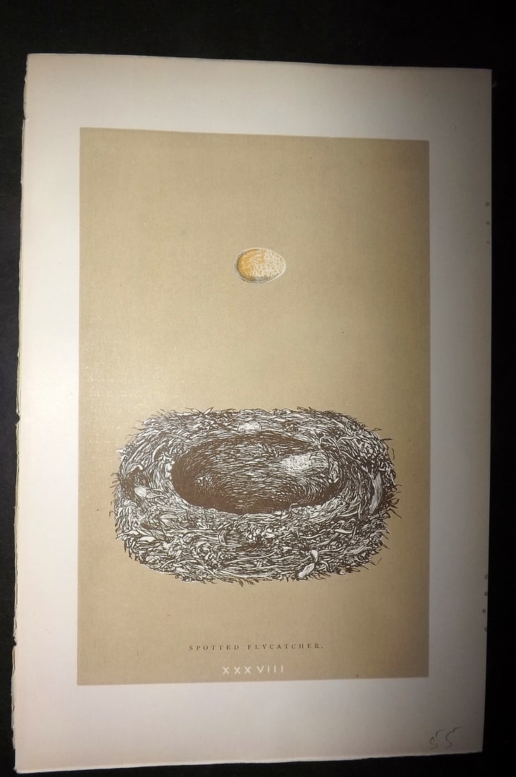 Morris, Francis 1896 Antique Bird Nest Print. Spotted Flycatcher 38: Woodblocks Published 1896 by John C. Nimmo, London for "A Natural History of the Nests and Eggs of British Birds" By the Rev. Francis Orpen Morris, printed Benjamin Fawcett. Printed in colours and fin