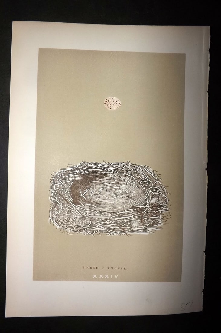 Morris, Francis 1896 Antique Bird Nest Print. Marsh Titmouse 34: Woodblocks Published 1896 by John C. Nimmo, London for "A Natural History of the Nests and Eggs of British Birds" By the Rev. Francis Orpen Morris, printed Benjamin Fawcett. Printed in colours and fin