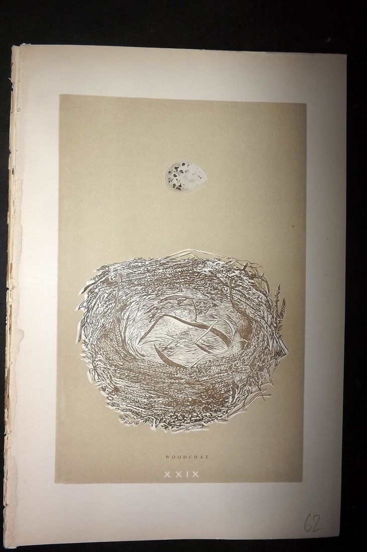 Morris, Francis 1896 Antique Bird Nest Print. Woodchat 29: Woodblocks Published 1896 by John C. Nimmo, London for "A Natural History of the Nests and Eggs of British Birds" By the Rev. Francis Orpen Morris, printed Benjamin Fawcett. Printed in colours and fin