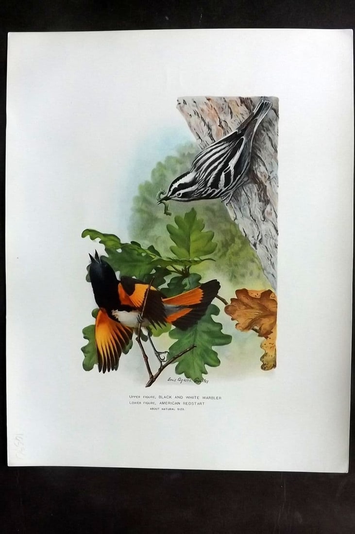 Ridgway & Fuertes 1902 Folio Bird Print. Black and White Warbler, American Redstart: Antique Chromolithograph Published 1902, Albany for "Fish and Game of the State of New York. Seventh Report" First and Deluxe Edition by the Forest, Fish and Game Commission of New York. Illustrated b
