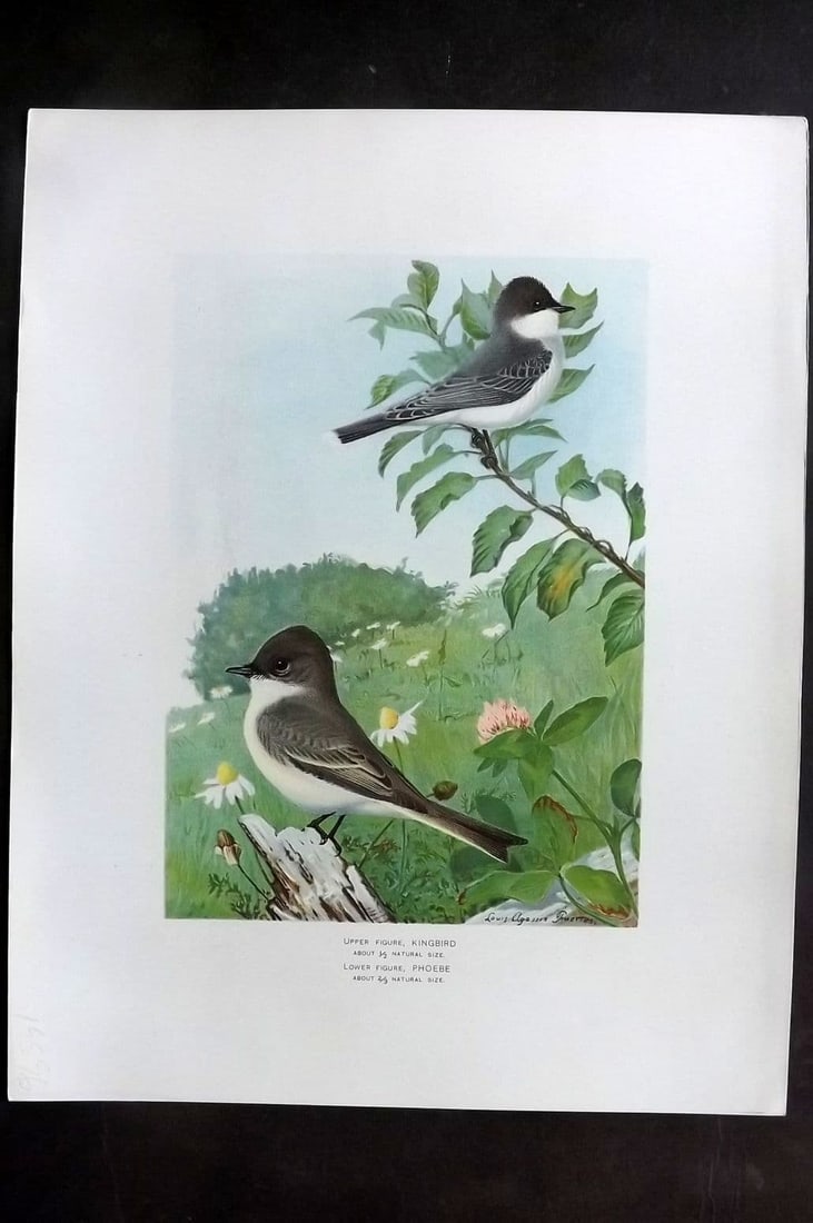 Ridgway & Fuertes 1902 Folio Bird Print. Kingbird & Phoebe: Antique Chromolithograph Published 1902, Albany for "Fish and Game of the State of New York. Seventh Report" First and Deluxe Edition by the Forest, Fish and Game Commission of New York. Illustrated b