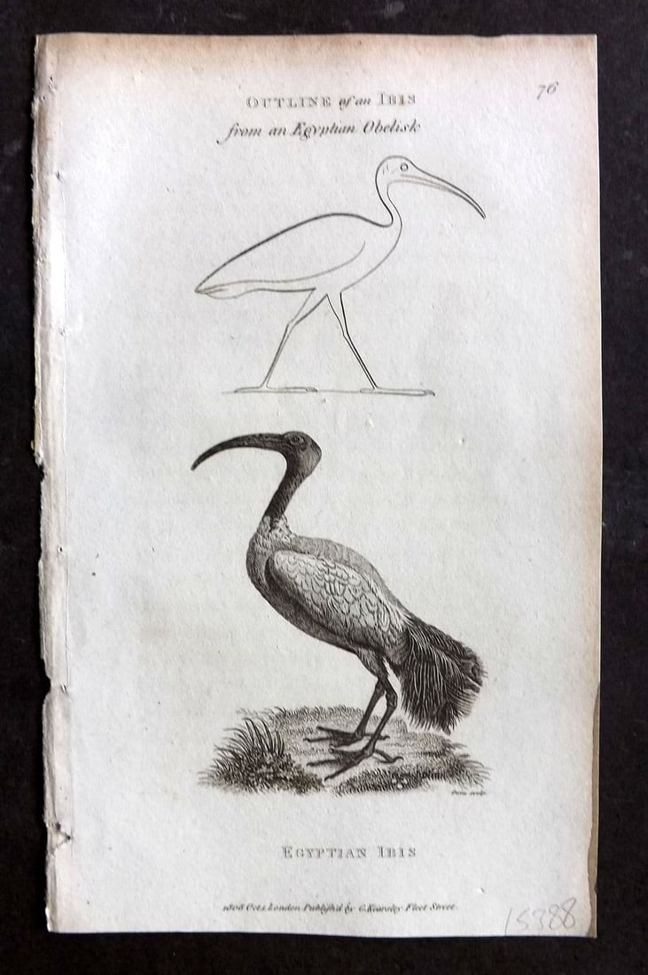 Shaw, George 1809 Antique Bird Print. Egyptian Ibis 76: Copper Plate Published 1809 by G.Kearsley, London for "Zoological Lectures..." by George Shaw. Paper Size: 8.5 x 5 inch (22 x 13cm) Very minor margin toning. Good Condition