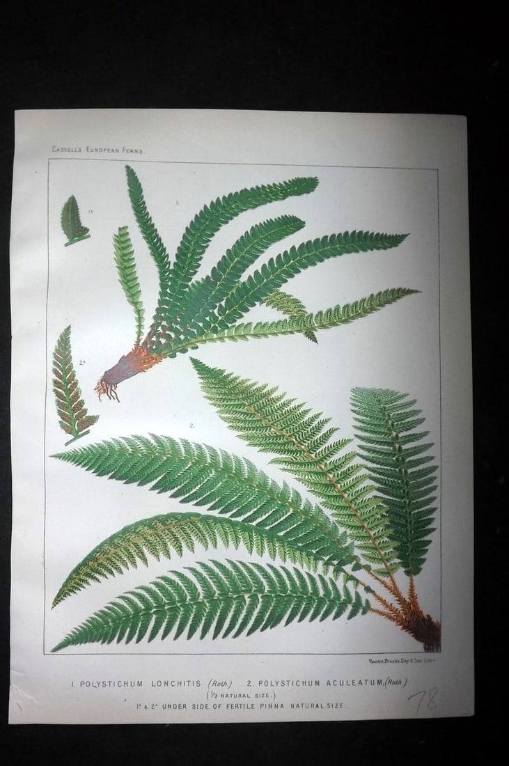 Britten, James 1881 Antique Fern Print. Polystichum Lonchitis & Aculeatum: Chromolithograph Published 1879-81 by Cassell & Co., London for "European Ferns" by James Britten. Paper Size: 10.5 x 8 inch (27 x 21cm) Good Condition