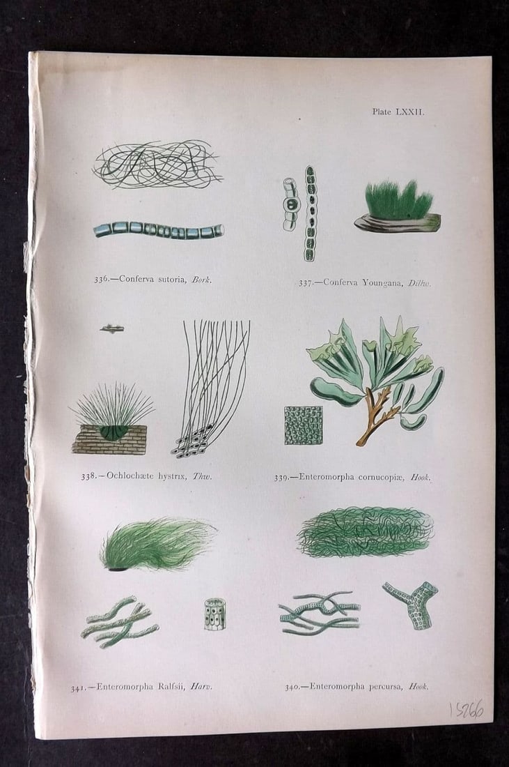 Gatty, Alfred 1872 Antique Seaweed Print. Conferva, Ochlochaete, Enteromorpha 72: Antique Woodblock Published 1872, London for "British Sea-Weeds. Drawn From Professor Harvey's 'Phycologia Britannica'" by Mrs Alfred Gatty. Printed in colours, some plates with additional hand colour