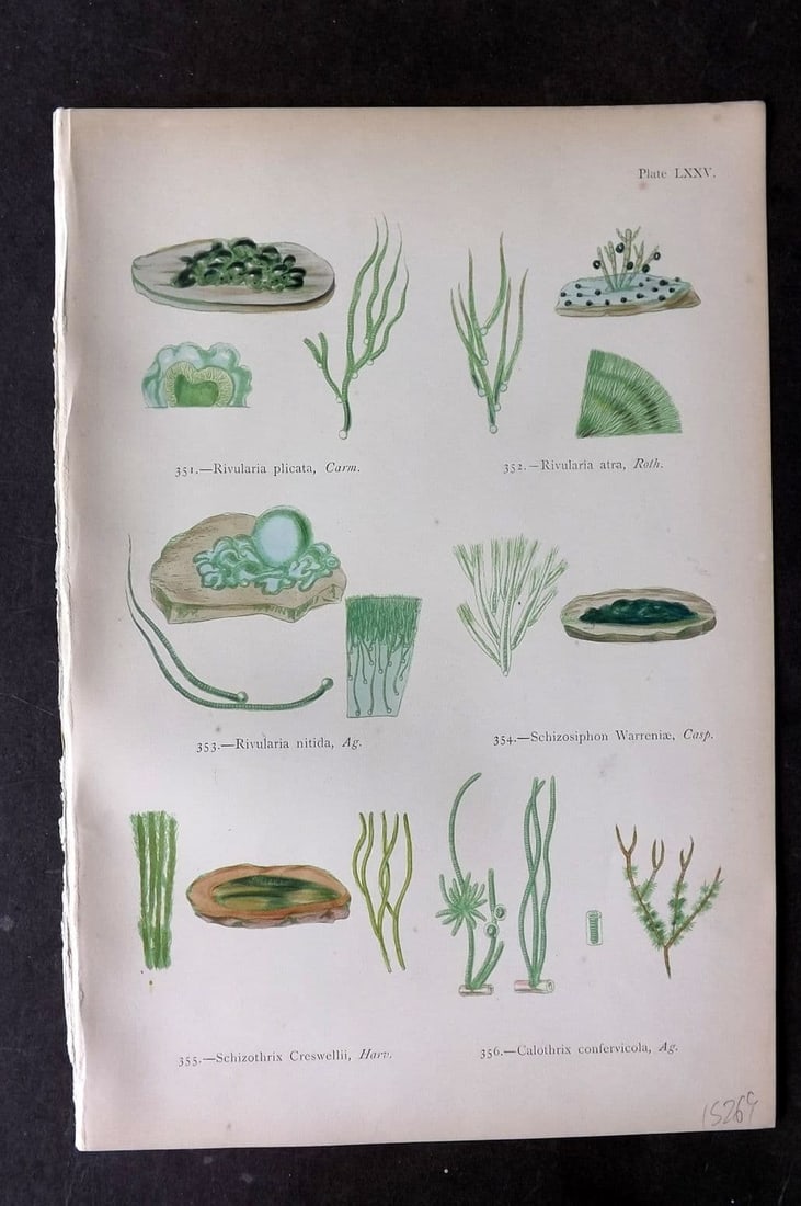Gatty, Alfred 1872 Seaweed Print. Rivularia, Schizosiphon, Schizothrix, Calothrix 75: Antique Woodblock Published 1872, London for "British Sea-Weeds. Drawn From Professor Harvey's 'Phycologia Britannica'" by Mrs Alfred Gatty. Printed in colours, some plates with additional hand colour
