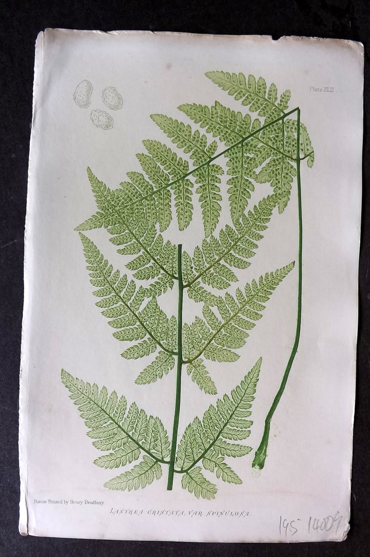 Moore & Bradbury 1860 Nature Printed Fern. Lastrea Christata 42: Antique Nature Printed Electrotype Published 1859-60 by Bradbury & Evans, London for "The Octavo Nature-Printed British Ferns" by Thomas Moore. Printed by Henry Bradbury. Paper Size: 9.5 x 6 inch (24