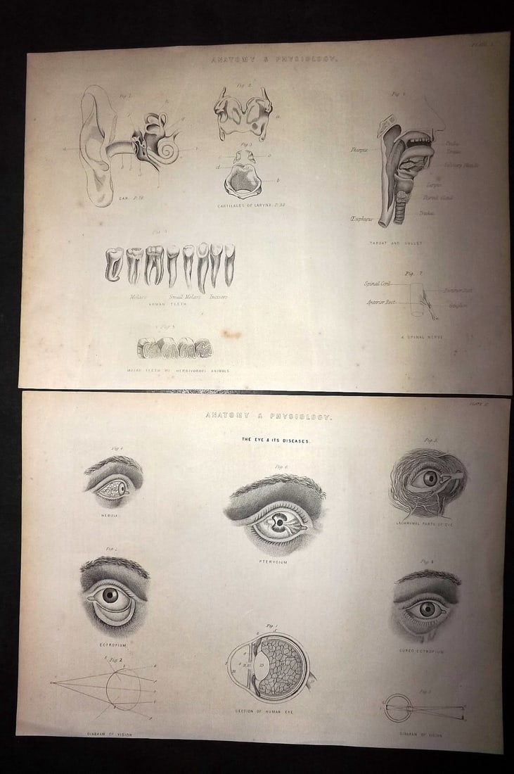 Ainsworth, James 1850's Lot of Pair of Anatomy Prints. Eyes, Ears etc: Wood Engraving (Reverse side blank) Published 1851-55, Manchester for "The Imperial Journal of Art, Science, Mechanics and Engineering" by James Ainsworth. Uncommon. Paper Size: 10.5 x 8 inch (27 x 20