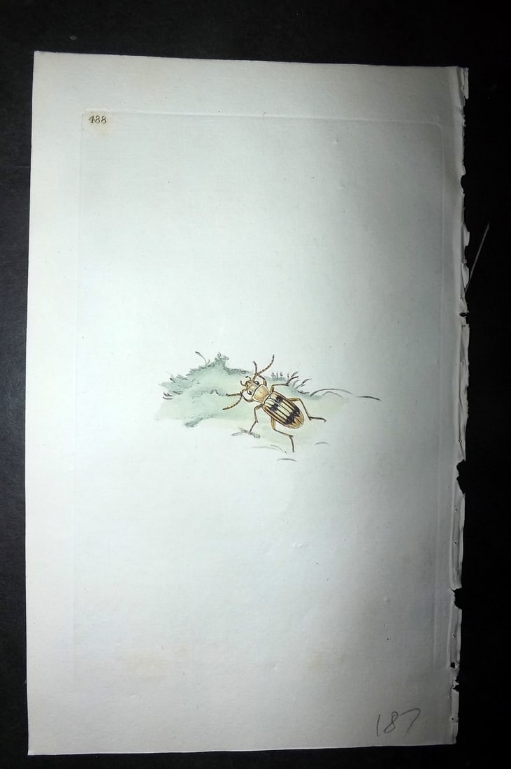 Donovan, Edward 1808 Hand Col British Insects Print. Sand Carabus 488: Hand Colored Etching Published 1796-1813, London for "The Natural History of British Insects" by Edward Donovan. With accompanying descriptive text. On good quality Whatman Wove Paper. Paper Size: 9.5