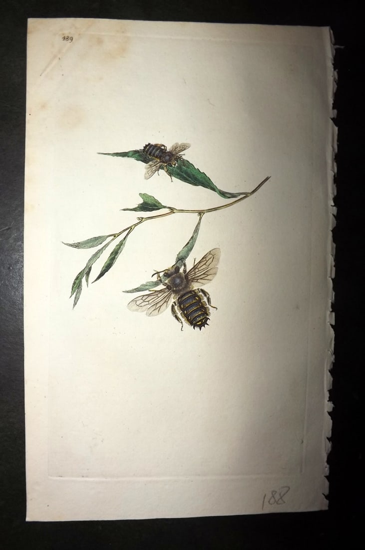 Donovan, Edward 1808 Hand Col British Insects Print. Manicated Bee 489: Hand Colored Etching Published 1796-1813, London for "The Natural History of British Insects" by Edward Donovan. With accompanying descriptive text. On good quality Whatman Wove Paper. Paper Size: 9.5