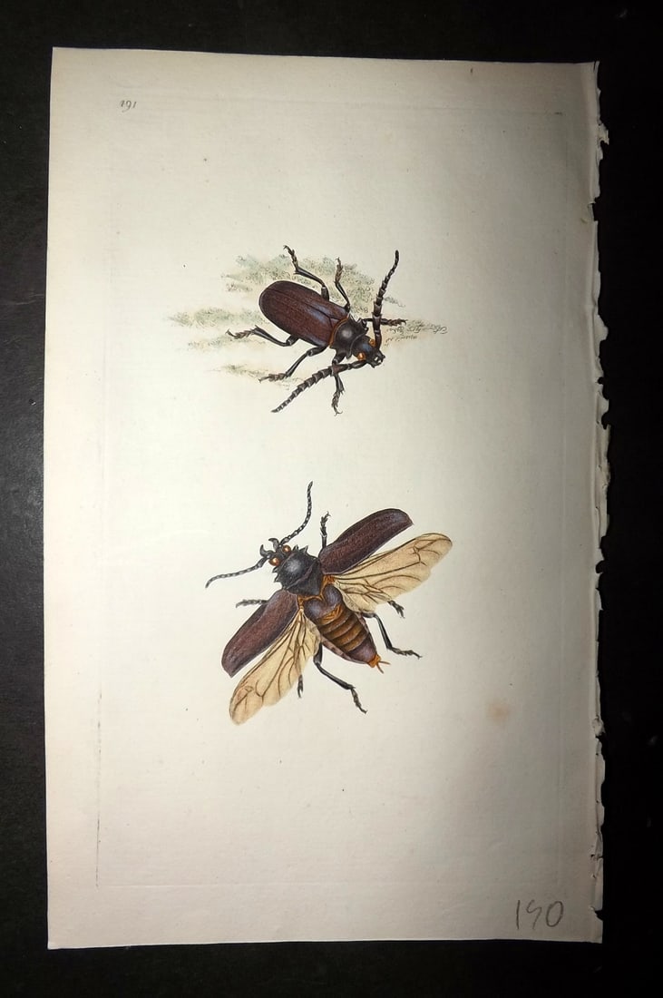 Donovan, Edward 1808 Hand Col British Insects Print. Large Elm Coriarius 491: Hand Colored Etching Published 1796-1813, London for "The Natural History of British Insects" by Edward Donovan. With accompanying descriptive text. On good quality Whatman Wove Paper. Paper Size: 9.5