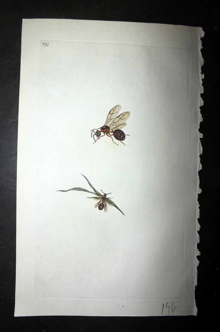 Donovan, Edward 1808 Hand Col British Insects Print. Rufous Ant 497: Hand Colored Etching Published 1796-1813, London for "The Natural History of British Insects" by Edward Donovan. With accompanying descriptive text. On good quality Whatman Wove Paper. Paper Size: 9.5