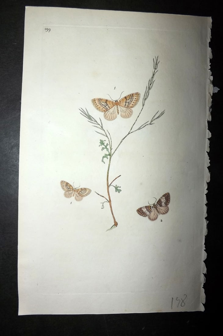 Donovan, Edward 1808 Hand Col British Insects Print. Trinotad Moth 499: Hand Colored Etching Published 1796-1813, London for "The Natural History of British Insects" by Edward Donovan. With accompanying descriptive text. On good quality Whatman Wove Paper. Paper Size: 9.5