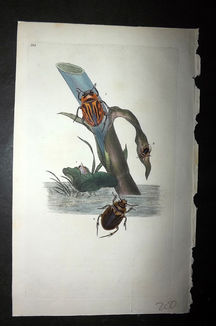 Donovan, Edward 1808 Hand Col British Insects Print. Hermann's Water-Beetle 501: Hand Colored Etching Published 1796-1813, London for "The Natural History of British Insects" by Edward Donovan. With accompanying descriptive text. On good quality Whatman Wove Paper. Paper Size: 9.5