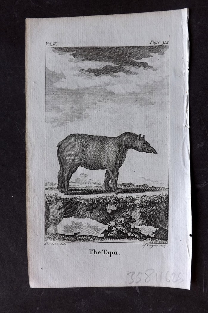 Goldsmith, Oliver 1791 Antique Print. Tapir: Copper Plate Published 1790-91, London for An History of the Earth and Animated Nature" by Oliver Goldsmith. Paper Size: 7 x 4 inch (18 x 11cm) Good Condition