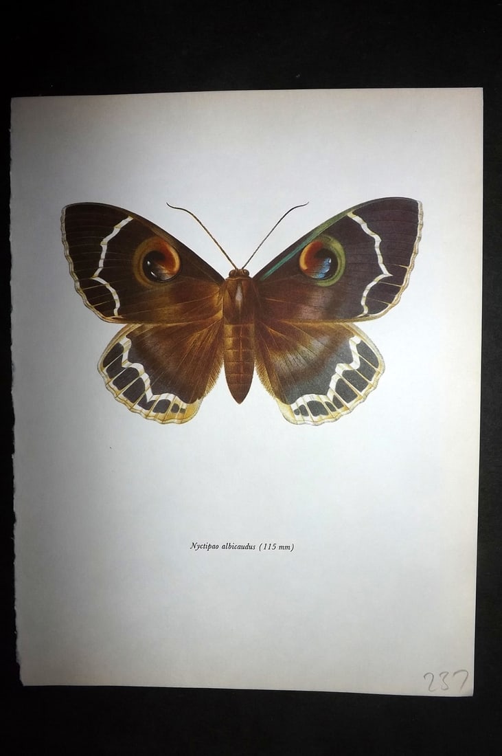 Prochazka, Frantisek 1966 Vintage Moth Print. Nyctipao Albicaudus: Vintage Offset Lithograph Published 1966, London for "Beautiful Moths" by J. Moucha. Illustrated by Frantisek Prochazka. Descriptive text to verso, but this relates to the adjacent plate. On nice wove