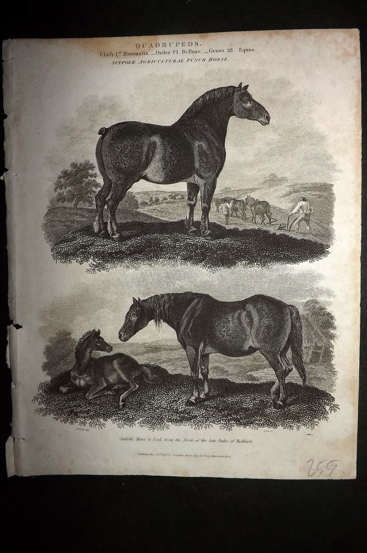 Rees, Abraham 1820 Antique Print. Suffolk Agricultural Punch Horse (1 of 1)